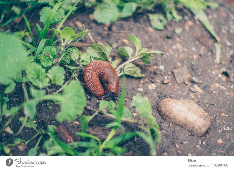 Eine braune Nacktschnecke auf dem erdigen Boden im Garten Erde Wiese Regen nass Schädling Natur eklig Schnecke Tier Gras grün Pflanze