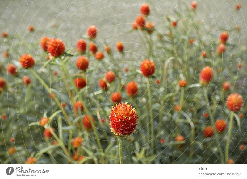 Schöne, knallige Wiese voll mit orangem Kugelamarant, in schwacher Tiefenschärfe. Romantische unscharfe Blumenwiese, mit vielen runden, poppigen, kugeligen Blüten. Blühende, sommerliche, idyllische Wiesenblumen mit grünen Blättern, Stielen und Bokeh.