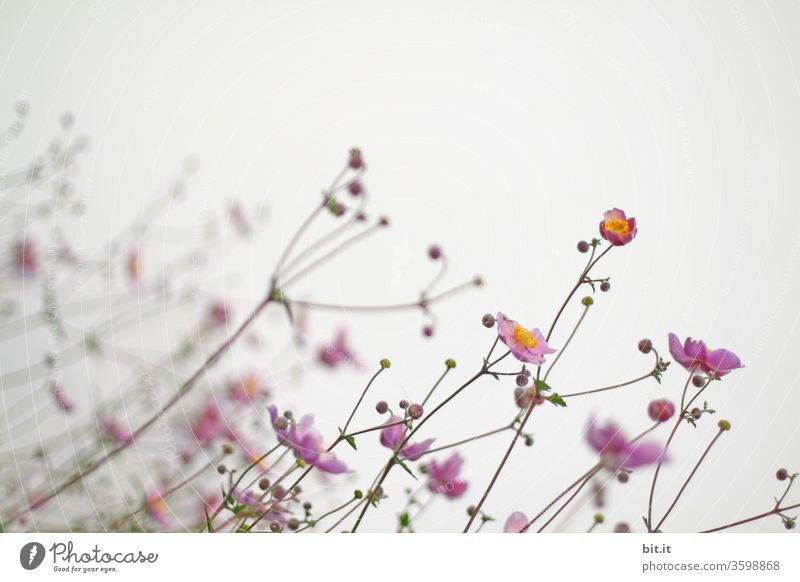 Spärliche rosa Herbst Anemone, mit kahlen Blütenstielen, kleinen Knospen & zarten Blüten, wächst schräg zum Licht geneigt. Schöne, leichte, filligrane Herbstblumen vor weißem Hintergrund beugen sich im Wind. Schiefe, krumme, schräge Blütenstengel, Stengel.