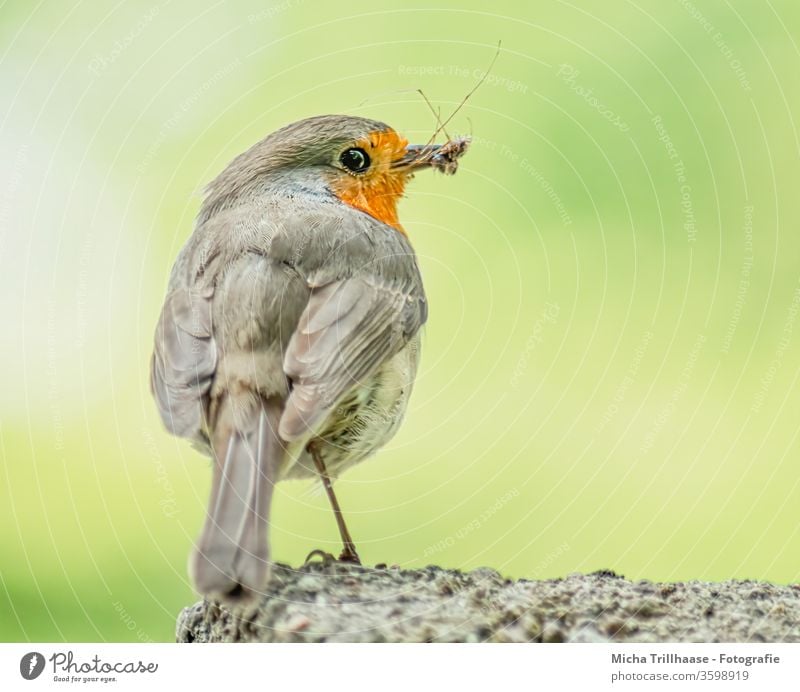 Rotkehlchen mit Insekt im Schnabel Erithacus rubecula Tiergesicht Auge Flügel Federn Gefieder Vogel Wildvogel Wildtier Natur Beine Nahaufnahme Makroaufnahme