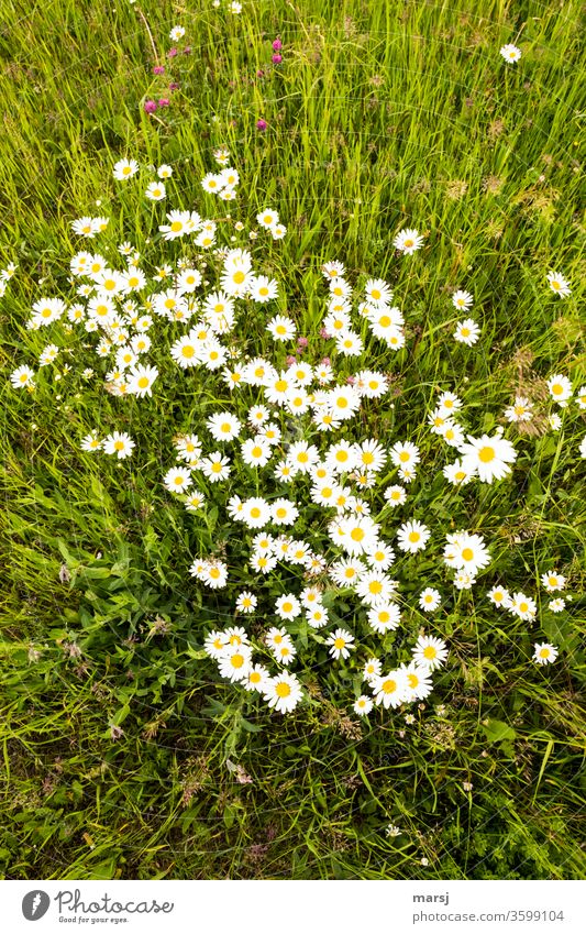 Wiese mit wilden Margeriten und ein wenig Roter Klee, aus der Vogelperspektive Blumen blühen Gras Sommer Wachstum selten Frühling Natur natürlich Blühend gelb