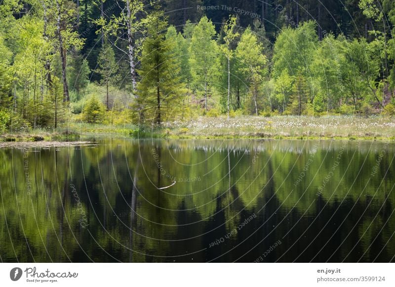 Heimat Urlaub in Deutschland - Spiegelung von Bäumen in einem See Wald Wasser Natur Sommer Frühling Reflexion & Spiegelung grün ruhig Ruhe Idylle Landschaft