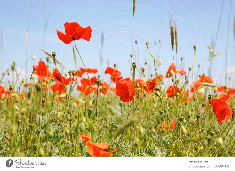 Mohnblumenfeld und Weizen. Nahaufnahme von roten Mohnblumen, die auf Feld gegen Himmel blühen. Blumenstreifen mit Mohn. Teil der Felder mit Mohn anstelle von Gerste oder Weizen Monokulturen In Rheinland Pfalz, Deutschland. Biologischer Anbau