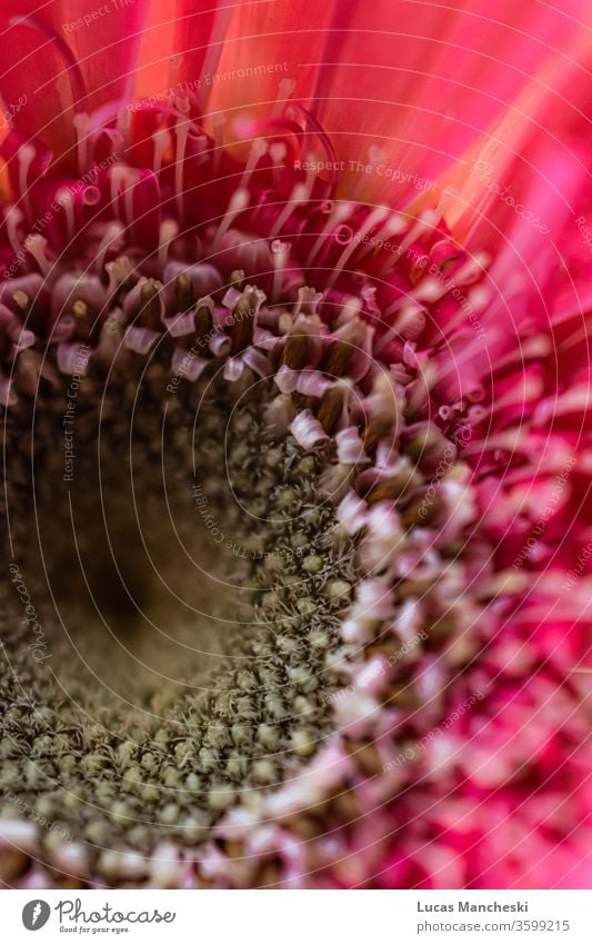 Nahaufnahme eines blühenden rosafarbenen Gänseblümchens in der Frühlingssonne abstrakt Hintergrund schön Schönheit Blüte hell Farbe farbenfroh Kurve