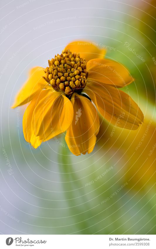 Gelbe Bidens-Arten, Nahaufnahme Bietet beggarticks Blume gelb Überstrahlung Pflanze krautig mehrjährig Kraut Asteraceae Verbundwerkstoffe