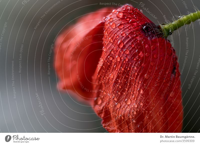 Papaver rhoeas, Klatschmohn, Blüte mit Wassertropfen Mohn Papaveraceae giftig Pflanze Heilpflanze Mohngewächse Closeup