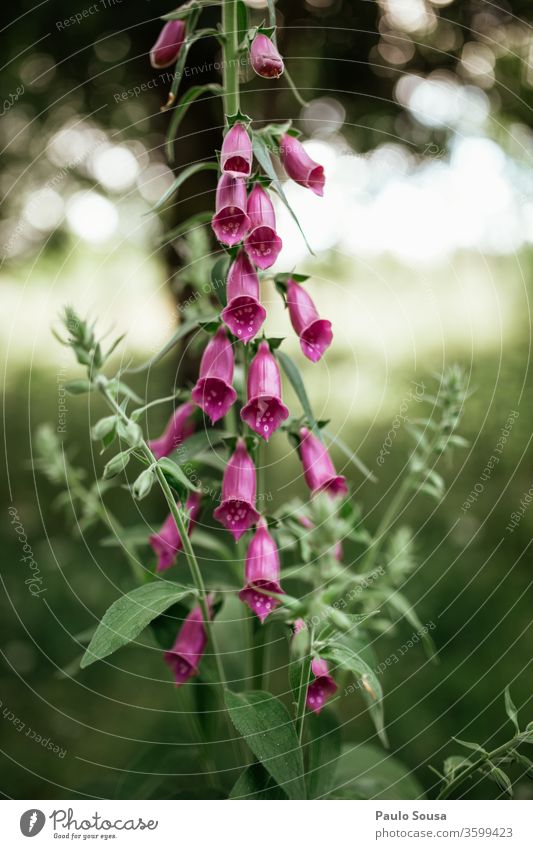 Digitalis thapsi-Blüte Blume Sommer Blumenwiese Wiese Blühend Wiesenblume Gras Farbfoto Wildpflanze Wildblumen Natur Pflanze Außenaufnahme Schönes Wetter Umwelt