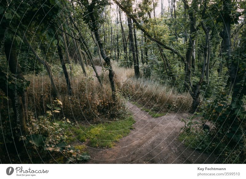 Fußweg, der durch hinterleuchteten Wald führt Ambiente Hintergrundbeleuchtung hintergrundbeleuchtet schön botanisch Brunch Umwelt Abend Wurmfarn grün Landschaft