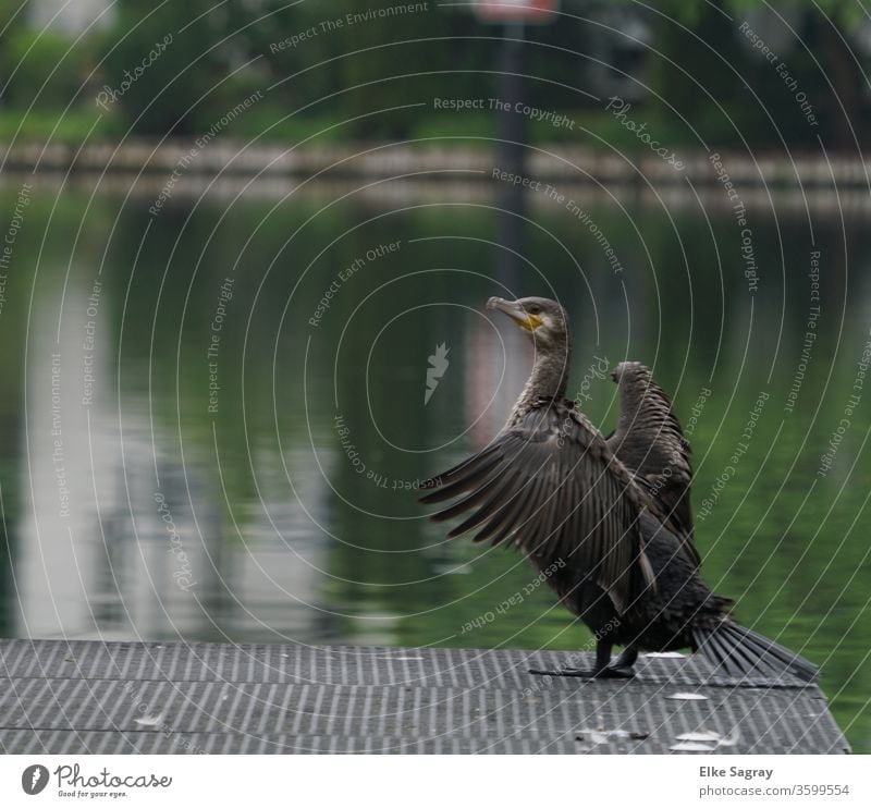 Verabredung mit einem Kormoran.... Wasservögel Schnabel Tier wasservogel Flügel Feder ruhig Natur Hals See