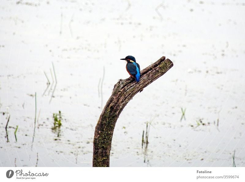 Erwischt! - oder endlich, nach unzähligen Tagen setzte sich der kleine Eisvogel genau da hin, wo ich ihn immer haben wollte :-) Vogel Eisvögel Tier