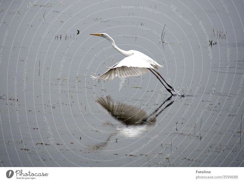 pure Eleganz - oder ein Silberreiher, der nach einem leckeren Frühstück davonfliegt. Reiher Vogel Tier Natur Farbfoto Außenaufnahme Menschenleer Tag 1 Umwelt