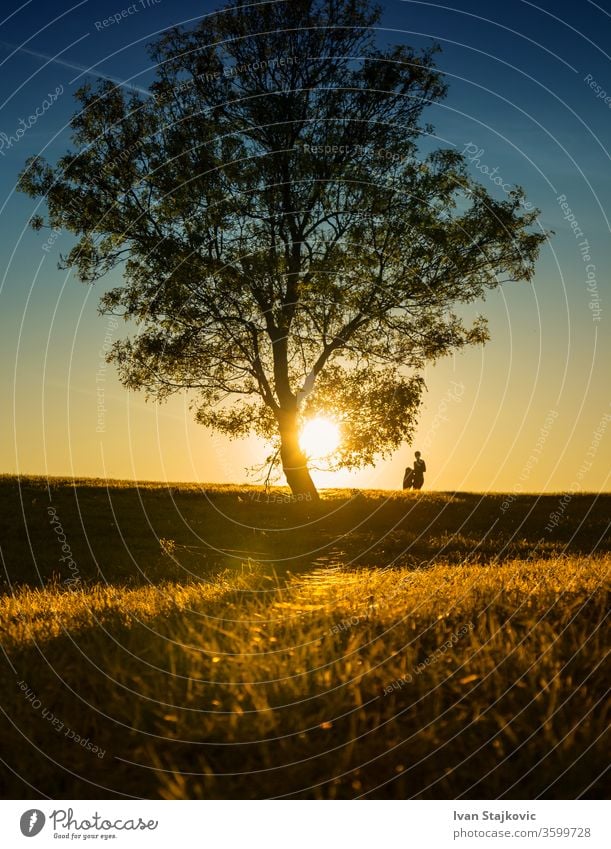 Hinterleuchtete Hügelseite bei Sonnenuntergang Einsamkeit Gras Wiese Baum Sonnenaufgang - Morgendämmerung Klarer Himmel Licht - natürliches Phänomen Pflanze