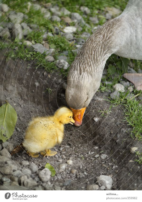 Gänseküken mit seiner Mama Küken Tier Gans Tierjunges Tierfamilie berühren Kommunizieren Zusammensein Neugier niedlich Gefühle Vertrauen Schutz Geborgenheit