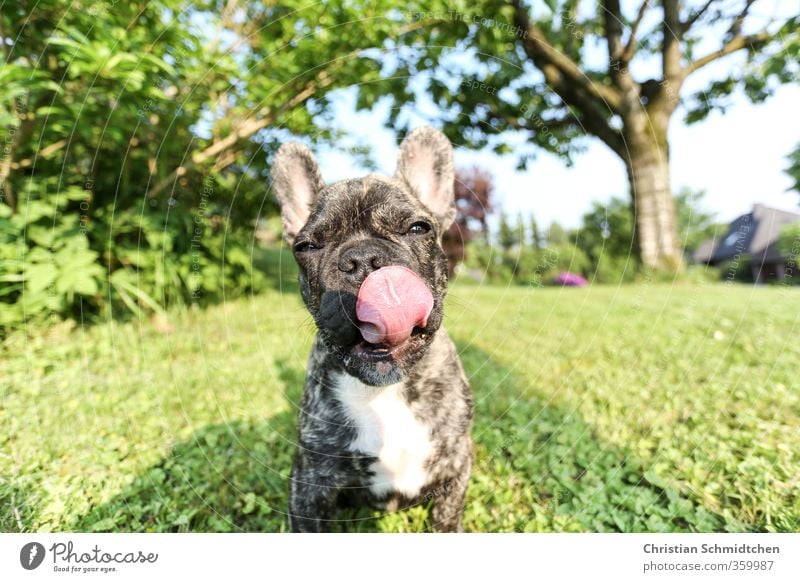 Schlabberbully Tier Haustier Hund Tiergesicht 1 Tierjunges Lächeln sportlich Coolness frech Freundlichkeit Fröhlichkeit Glück grün schwarz Freude Lebensfreude