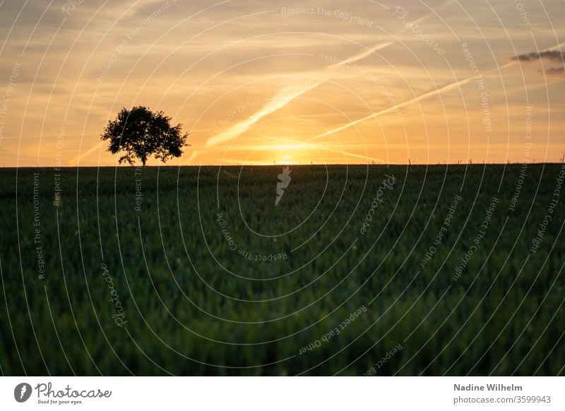 Einsamer Baum bei Sonnenuntergang Himmel Wolke Wolken Feld Weizen Weizenfeld Sommer Farbfoto Natur Außenaufnahme Getreide Landschaft blau Menschenleer