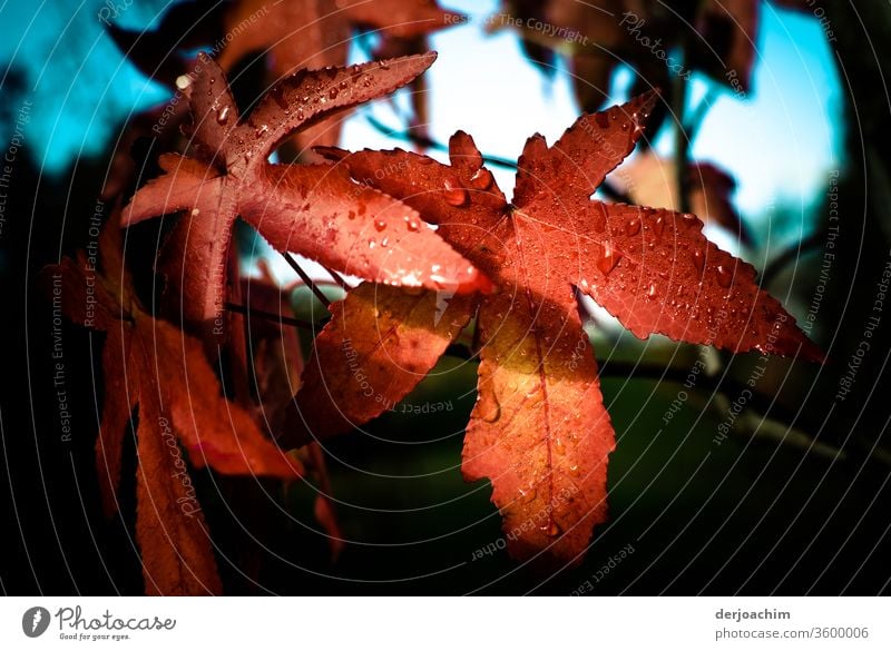 Herbstfarbene rote Blätter mit Wassertropfen, an einem Baum . Von der Sonne angestrahlt. Natur Außenaufnahme Farbfoto Menschenleer Blatt Tag Pflanze Umwelt