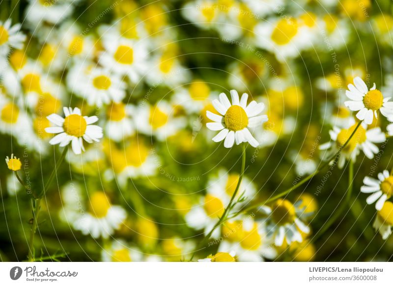 Nahaufnahme einer Kamillenblüte Asteraceae Echte Kamille abschließen farbenfroh Farben Textfreiraum Tag Tageslicht Detailaufnahme Blume grün Landschaft Licht