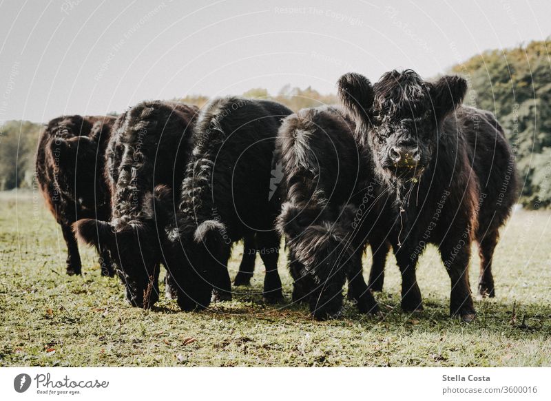 Kuhherde auf der Weide Landwirt Landwirtschaft Feld Wiese grün Außenaufnahme Landschaft Natur Ernte Umwelt Menschenleer Farbfoto Bauer Bauernhof ökologisch