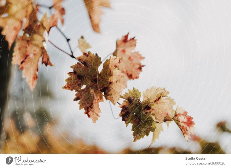 Weinrebe im Herbst - Herbstfarben Makro Makroaufnahme Rebe Weinberg Herbstlich Weintrauben Natur Ackerbau Wachstum Weingut ländlich Landschaft Pflanze