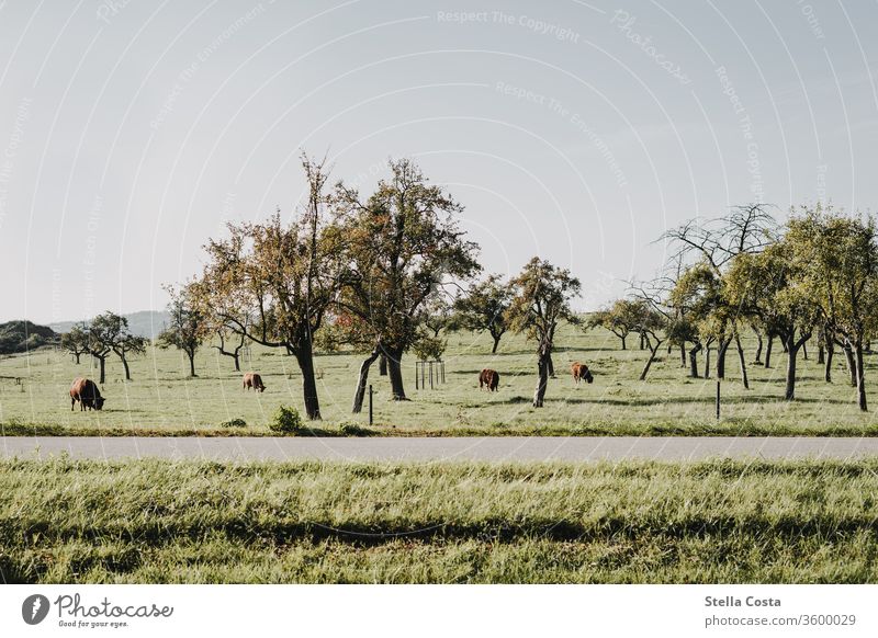 Kühe beim grasen auf der Weide Kuh Panorama (Aussicht) Landschaft Landwirtschaft Feld Herde Kuhherde Sommer Natur Wiese Tier Nutztier Außenaufnahme Tiergruppe