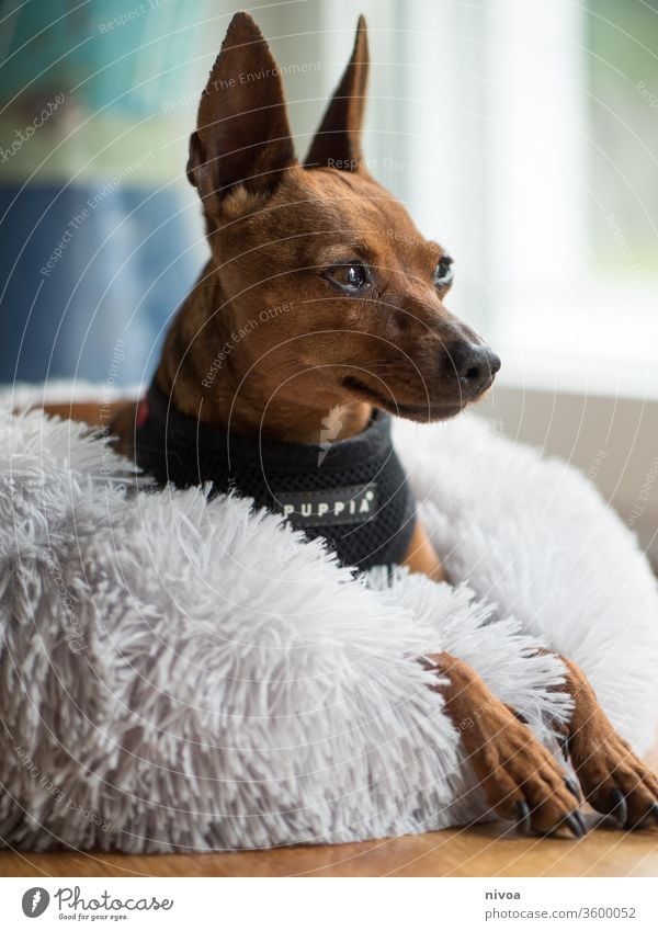 Rehpinscher Hund Pinscher Bett legen Tier Haustier Tag Freundschaft klein niedlich Erholung Farbfoto Innenaufnahme schön Tierporträt 1 Liebe weiß Freundlichkeit