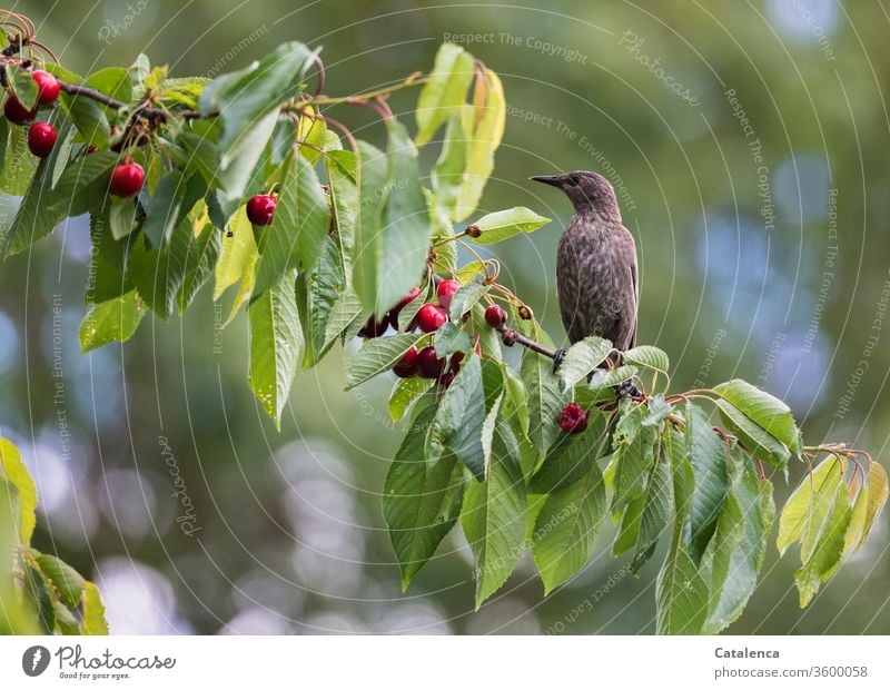 Die Kirschen am Ast des Kirschbaums sind reif, der Star ist bereit Frucht Pflanze Kernobst Flora Baum Vogel Tier Wildtier Natur Tierporträt Freiheit Garten