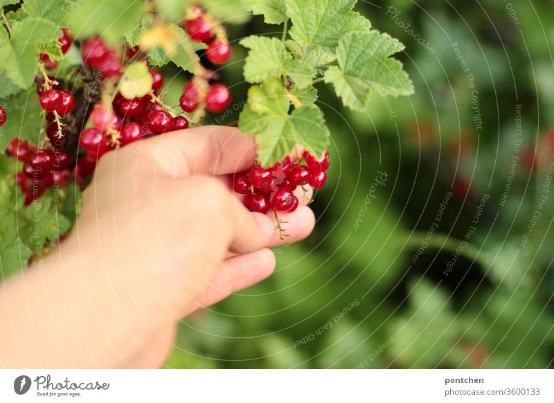 Hand pflückt reife Johannisbeeren vom Strauch im Garten. Ernte. Pflücken johannisbeeren strauch gesund Vitamin c gartenarbeit autark gartenliebe ernte rot hand