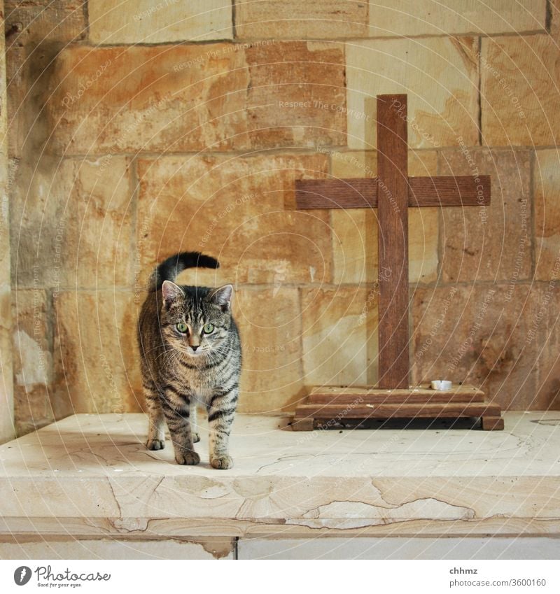 Kirchenkatze Katze Altar Kreuz Kapelle Kater Menschenleer Religion & Glaube Kerze Sandstein Christliches Kreuz Symbole & Metaphern neugierig Christentum