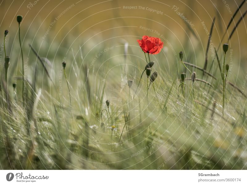 Einzelne Mohnblume im Kornfeld Klatschmohn Natur Getreidefeld Außenaufnahme Textfreiraum links Textfreiraum unten Tag Ähren Feld Farbfoto Sommer Menschenleer