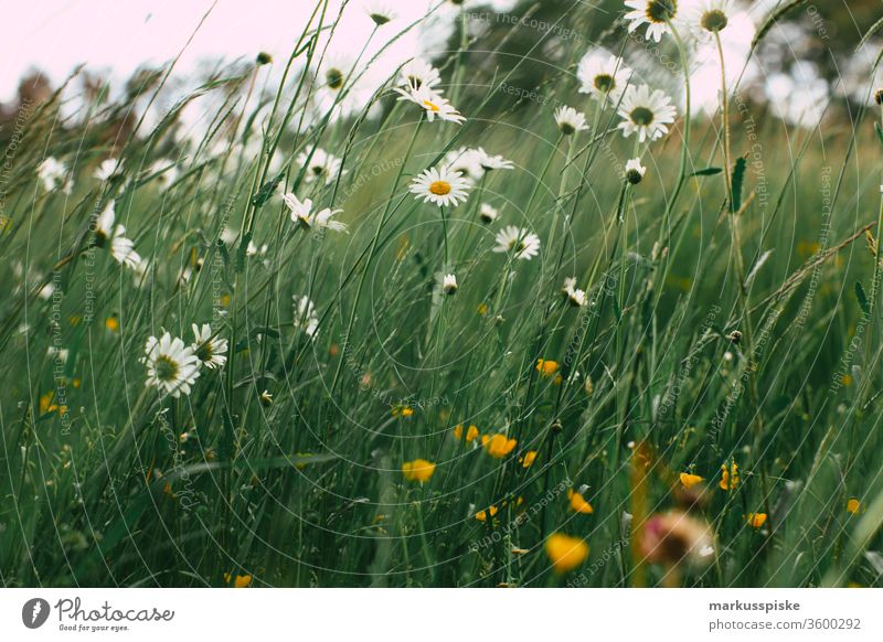 Wildblumen Blühwiese Blühstreifen Wiese Futter Gras Pflanzen Silage Landwirtschaft Grünland