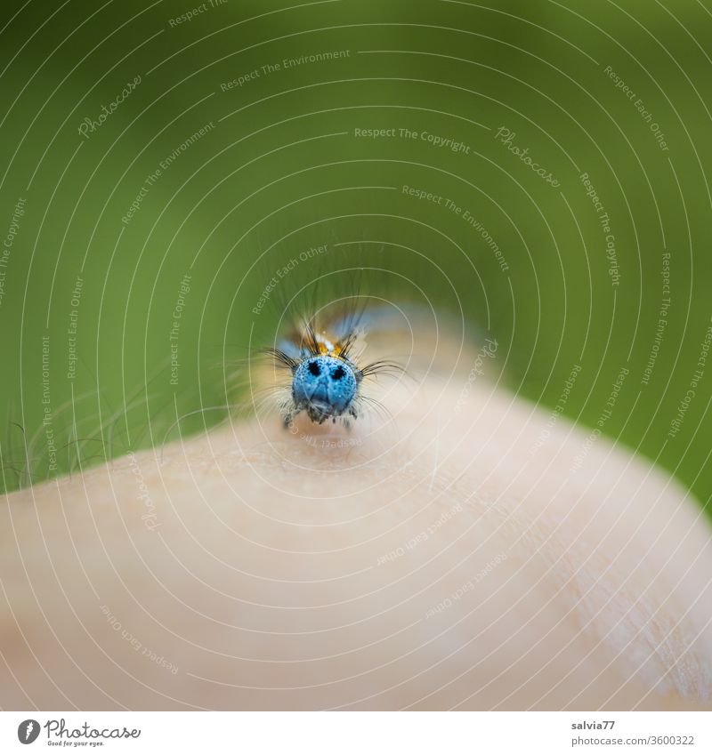 Raupengesicht Insekt Larve Schwache Tiefenschärfe krabbeln Tier Natur Schmetterling Ringelspinner grün Nahaufnahme Farbfoto Hintergrund neutral behaart Arm Haut