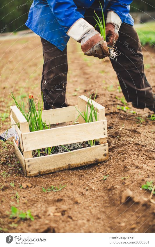 Bio Frühlingszwieben anpflanzen Garten Gemüse selbstversorgung Beet zwiebeln Lauchzwiebeln Lauchgemüse bio Anpflanzung unabhängig Feld Feldarbeit