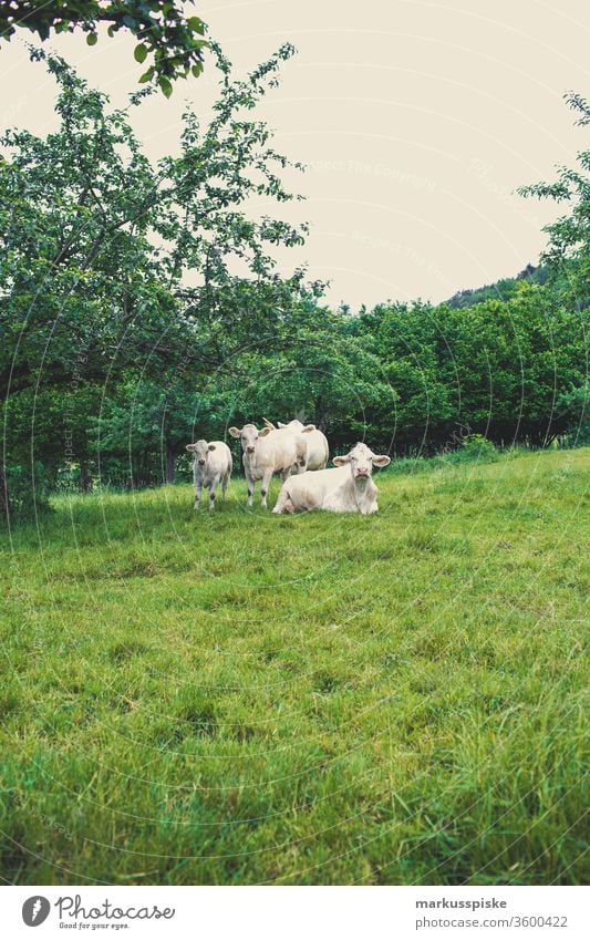 Kuhweide Weiderind Charolais französisch Rinderrasse rinder grasen Landwirtschaft milchvieh milchwirtschaft fressend