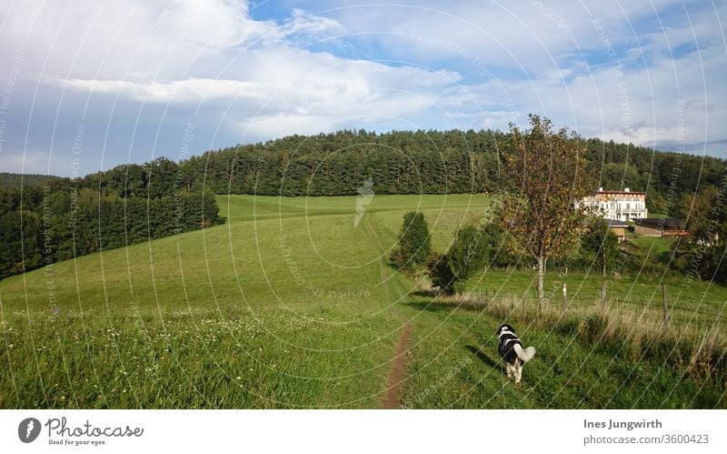 Gassi gehn Hund Gassi gehen Spaziergang Tier Haustier Blick kuschlig schön Fell Säugetier Tag Außenaufnahme Farbfoto Natur Landschaft Feld Bewegung