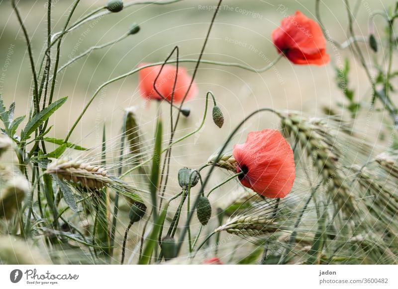 endlich mohnblumen! Mohnblüte Mohnfeld Mohnkapsel Menschenleer Klatschmohn Getreide Blume Feld Wiese Sommer Schwache Tiefenschärfe Idylle roter mohn intensiv