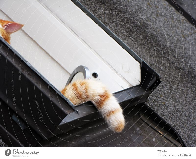 Der rot-weiße Kater meinte, sich im Dachfenster gut versteckt zu haben. Haustier Außenaufnahme Schwanz Ohr Fenster