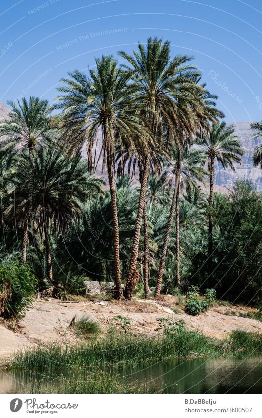 Langsam fliesst das Wasser des Wadi Bani Khalid (Oman) an der kleinen Ortschaft Sayq vorbei und die Dattelpalmen säumen die Pools, die zu einem erfrischenden Bad einladen.