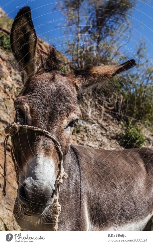 Sturer Esel, kann nicht sein. Er wirft sich in Pose und schaut neugierig in die Kamera. Tier Nutztier stur Landwirtschaft Natur Tierporträt Menschenleer