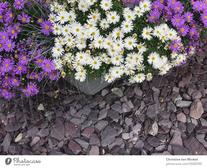 Hübsche Australische Gänseblümchen / Brachysome in blau und weiß in einem Pflanztopf auf grauen Schottersteinen von oben gesehen Blaues Gänseblümchen