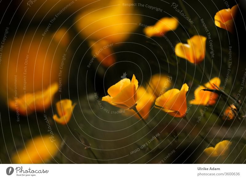 Gelbe Blüten des Kalifornischen Mohn (Eschscholzia californica) Kalifornische Mohn Mohnblumen Mohnblüten Sommer Frühling Blume Natur Außenaufnahme Feld Mohnfeld