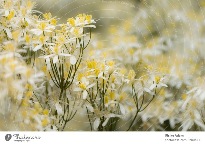 Kleine zarte Blüten der Aufrechten Waldrebe (Clematis recta) Aufrechte Waldrebe Blume Natur Makroaufnahme Sommer Menschenleer Nahaufnahme Außenaufnahme Garten