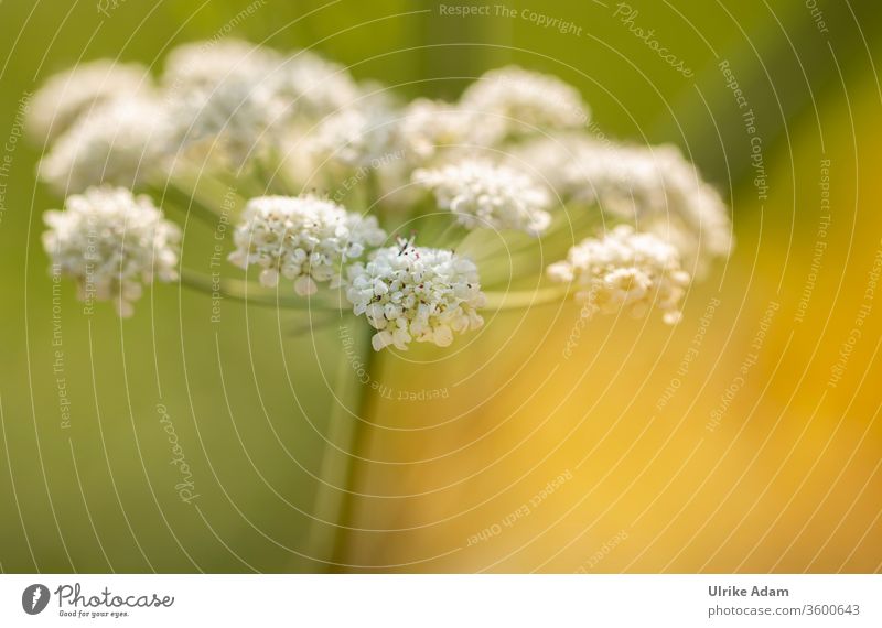 Blüte des Wasserfenchel (bot. Oenanthe) Fenchel grün Pflanze Nahaufnahme Garten Natur Makroaufnahme Sommer Menschenleer Blume Blühend Außenaufnahme schön weiß