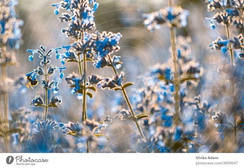 Blüten der Katzenminze (Nepeta) Katzen-Minze natürlich Pflanze Nahaufnahme Sommer Natur Blumen Hummel Insekten Bienenfreund Gegenlicht Sonnenlicht leuchten