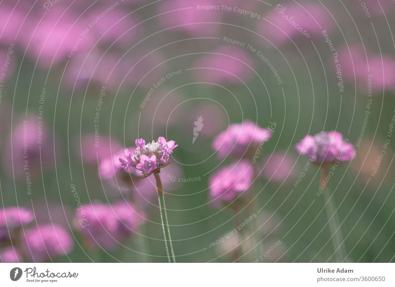 Blüte der Strand-Grasnelke (Armeria maritima) Salzwiese Blüten Blume Blumen rosa pink grün Natur Pflanze Platz für Text floral Flora Nelke Garten polsterartige