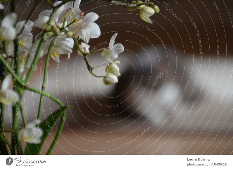 Orchidee im Vordergrund, Katze im Hintergrund Kater Haustier Tier Orchideenblüte friedlich gemütlich ruhig Hauskatze Blick Innenaufnahme Erholung Gedanken