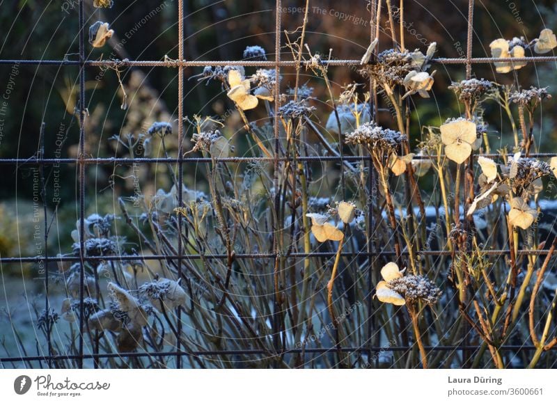 Winter Raureif auf Hortensienstrauch am Gitter im Sonnenlicht Frost kalt Natur Strauch Licht Schnee weiß Eiskristall Pflanze Wintersonne Außenaufnahme Umwelt