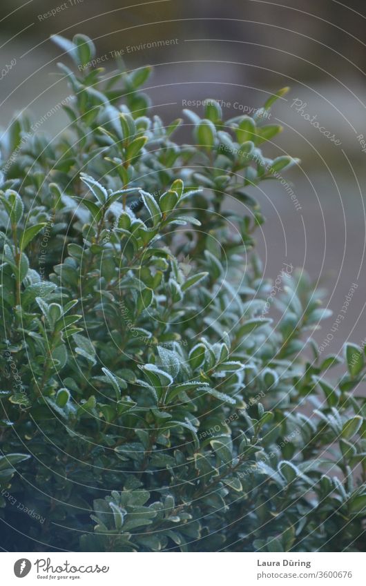 Buchsbaumblätter belegt mit Raureif im Winter Blätter Frost kalt Schnee weiß Natur gefroren Pflanze grün ruhig Sinne Gedanken natürlich Blues Augenblick Moment