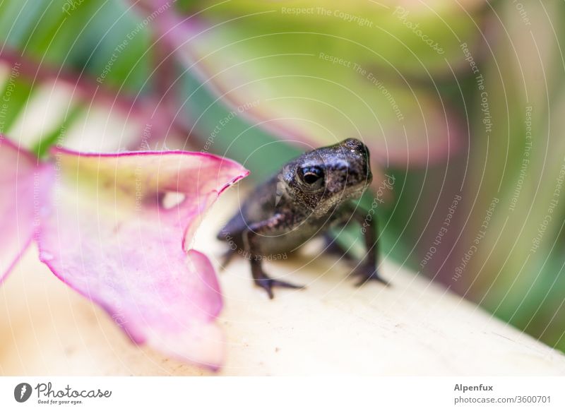 Kaulquappe von gestern Frosch Froschperspektive Tier Makroaufnahme Natur Nahaufnahme Umwelt Kröte Farbfoto Außenaufnahme Menschenleer Froschkönig Wildtier