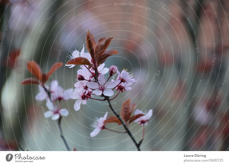 Rosa Blüten einer Blutpflaume rosa Frühling Garten Nahaufnahme Detailaufnahme schön Außenaufnahme ästhetisch Schönheit natürlich Duft zart fein filigran Natur