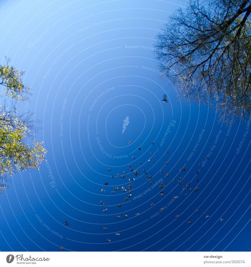 Chicken süß/sauer (leicht scharf) Umwelt Natur Pflanze Tier Luft Himmel Schönes Wetter Baum Wildtier Vogel Taube Tiergruppe Schwarm fliegen Geschwindigkeit